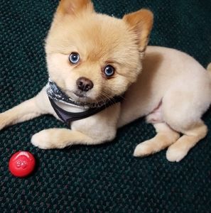 Meet your Posher, Joan